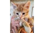 Adopt Piccalo a Orange or Red Tabby Domestic Shorthair (short coat) cat in
