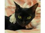 Adopt Peach Fuzz a All Black Domestic Shorthair / Domestic Shorthair / Mixed cat