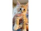 Adopt Braveheart a Orange or Red Tabby Domestic Mediumhair (medium coat) cat in