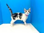 Adopt Margo a White (Mostly) Domestic Shorthair (short coat) cat in Powell