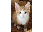 Adopt Tipster a Orange or Red Tabby Domestic Shorthair (short coat) cat in