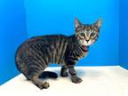 Adopt Maggie a Brown Tabby Domestic Shorthair (short coat) cat in Powell