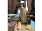 Adopt LARRY a Brown Tabby Domestic Shorthair (short coat) cat in Diamond Bar