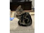 Adopt Clio a Gray, Blue or Silver Tabby Domestic Shorthair (short coat) cat in