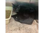 Adopt Roy a All Black Domestic Shorthair / Mixed cat in Warrensburg