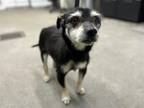 Adopt Robert a Black - with Gray or Silver Schnauzer (Miniature) / Terrier