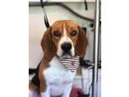 Adopt Chico a Tricolor (Tan/Brown & Black & White) Beagle / Mixed dog in Santa