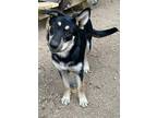 Adopt No name a Black - with White German Shepherd Dog / Great Pyrenees / Mixed