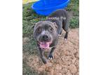 Adopt Sweetie Pie a Gray/Silver/Salt & Pepper - with White American Pit Bull