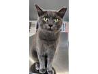 Adopt Roda a Gray or Blue Domestic Shorthair (short coat) cat in Mollusk