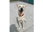 Adopt Silver a White - with Tan, Yellow or Fawn Shepherd (Unknown Type) / Husky