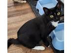 Adopt Paula a Black & White or Tuxedo Domestic Shorthair (short coat) cat in