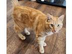 Adopt Peaches a Orange or Red Tabby Domestic Shorthair (short coat) cat in