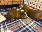 Adopt Pumpkin a Brown or Chocolate Guinea Pig / Guinea Pig / Mixed small animal