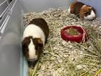 Adopt Marshmellow a Brown or Chocolate Guinea Pig / Guinea Pig / Mixed small