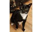 Adopt Drew a Black & White or Tuxedo Domestic Shorthair (short coat) cat in