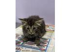Adopt Hot Dog a Brown or Chocolate Domestic Shorthair / Domestic Shorthair /