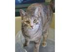 Adopt Tracey a Gray or Blue Domestic Shorthair / Domestic Shorthair / Mixed cat