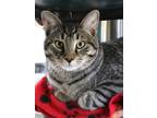 Adopt Tristan a Gray or Blue Domestic Shorthair / Domestic Shorthair / Mixed cat