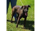 Adopt WREN a Black Labrador Retriever / Mixed dog in Clinton, NC (38891999)