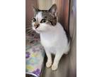 Adopt Diamond a White Domestic Shorthair / Domestic Shorthair / Mixed cat in