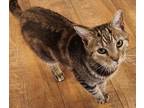 Adopt "T" a Brown Tabby Domestic Shorthair (short coat) cat in Mollusk