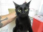 Adopt Luna a All Black Domestic Shorthair (short coat) cat in Weatherford