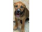 Adopt Puppy 2 a Rottweiler / Mixed dog in Highland Village, TX (38891818)