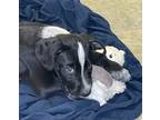 Adopt Puppy 3 a Rottweiler / Mixed dog in Highland Village, TX (38891817)