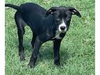 Adopt Puppy 4 a Rottweiler / Mixed dog in Highland Village, TX (38891816)