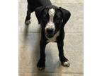 Adopt Puppy 5 a Rottweiler / Mixed dog in Highland Village, TX (38891815)