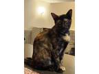 Adopt Flo a Tortoiseshell Domestic Shorthair (short coat) cat in Mollusk