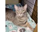 Adopt Rex a Gray, Blue or Silver Tabby Domestic Shorthair (short coat) cat in
