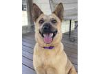 Adopt Cheddar a Red/Golden/Orange/Chestnut Australian Cattle Dog / Mixed dog in