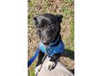 Adopt Missy a Black - with White Feist / Mixed dog in Louisa, VA (38890908)