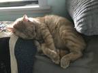 Adopt Maxwell a Orange or Red Tabby Domestic Shorthair / Mixed (short coat) cat