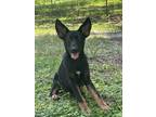 Adopt Luna a Black - with Tan, Yellow or Fawn German Shepherd Dog / Mixed dog in