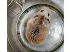 Adopt #7 a Silver or Gray Hamster / Mixed small animal in Fairfax, VA (38890679)