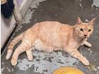Adopt Beyblade a Orange or Red Domestic Shorthair / Domestic Shorthair / Mixed