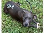 Adopt Sky a Gray/Silver/Salt & Pepper - with White Pit Bull Terrier / Mixed dog