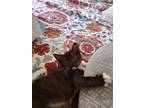 Adopt Indy a Black & White or Tuxedo Domestic Mediumhair (medium coat) cat in