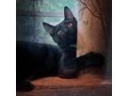 Adopt Figgy a All Black Domestic Mediumhair (medium coat) cat in Sherman