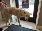 Adopt Luna a White Husky dog in Whiteville, NC (38890270)