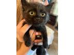 Adopt Kittens a Black (Mostly) Domestic Mediumhair (medium coat) cat in San