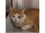 Adopt Reginald a Orange or Red Domestic Shorthair / Domestic Shorthair / Mixed