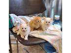 Adopt Marshmello a White Domestic Mediumhair / Domestic Shorthair / Mixed cat in