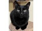 Adopt Benny a All Black American Shorthair (medium coat) cat in Laguna Woods