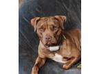 Adopt Denver a Brindle - with White American Pit Bull Terrier / Mixed dog in