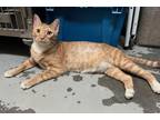 Adopt Rufus a Orange or Red Domestic Shorthair / Domestic Shorthair / Mixed cat