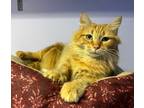 Adopt Butterscotch a Orange or Red Domestic Longhair / Domestic Shorthair /